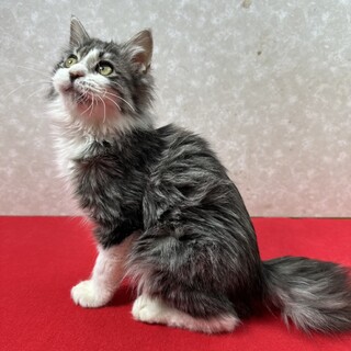 兄弟で幸せ掴むぞ！のんびり屋で甘えっ子❤菊丸