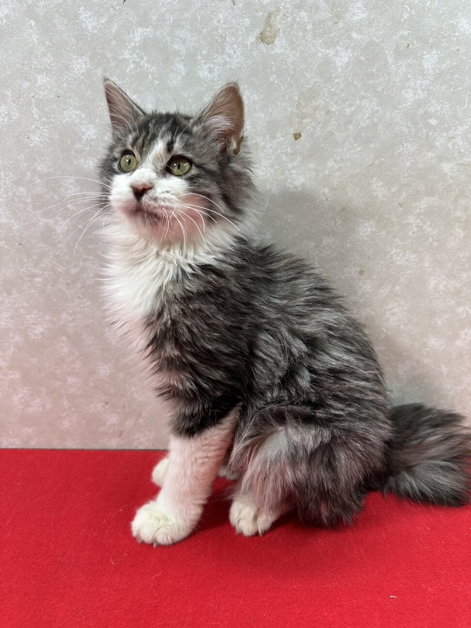 ラリックの猫 猫のクリスタル 里親募集 謹璽 里親募集中♥ラルクとシエル♥ | 猫にゃんネットワーク府中