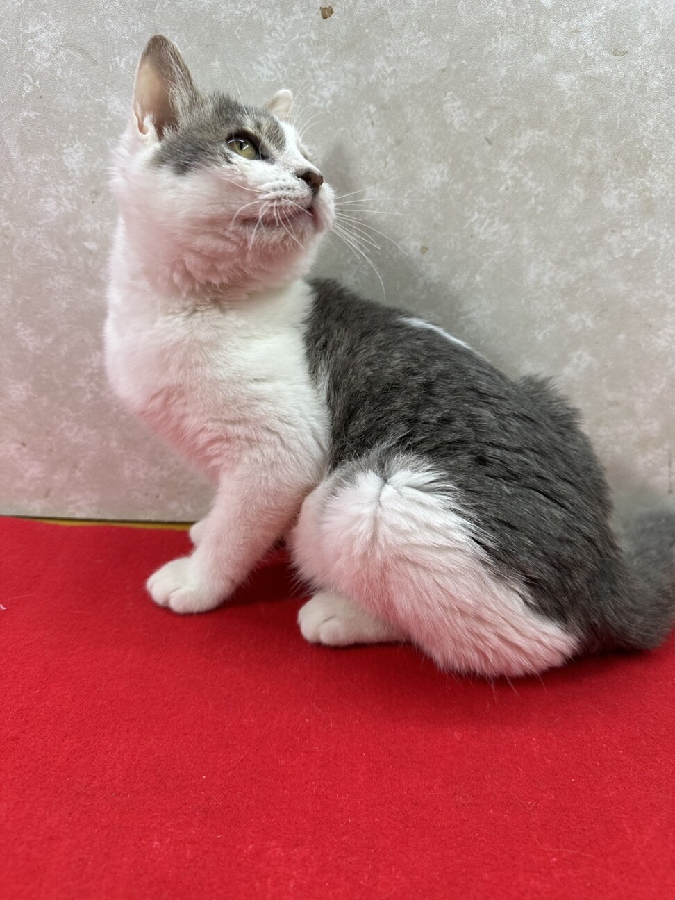 兄弟で幸せ掴むぞ！遊ぶの食べるの大好き❤ミルク サムネイル2