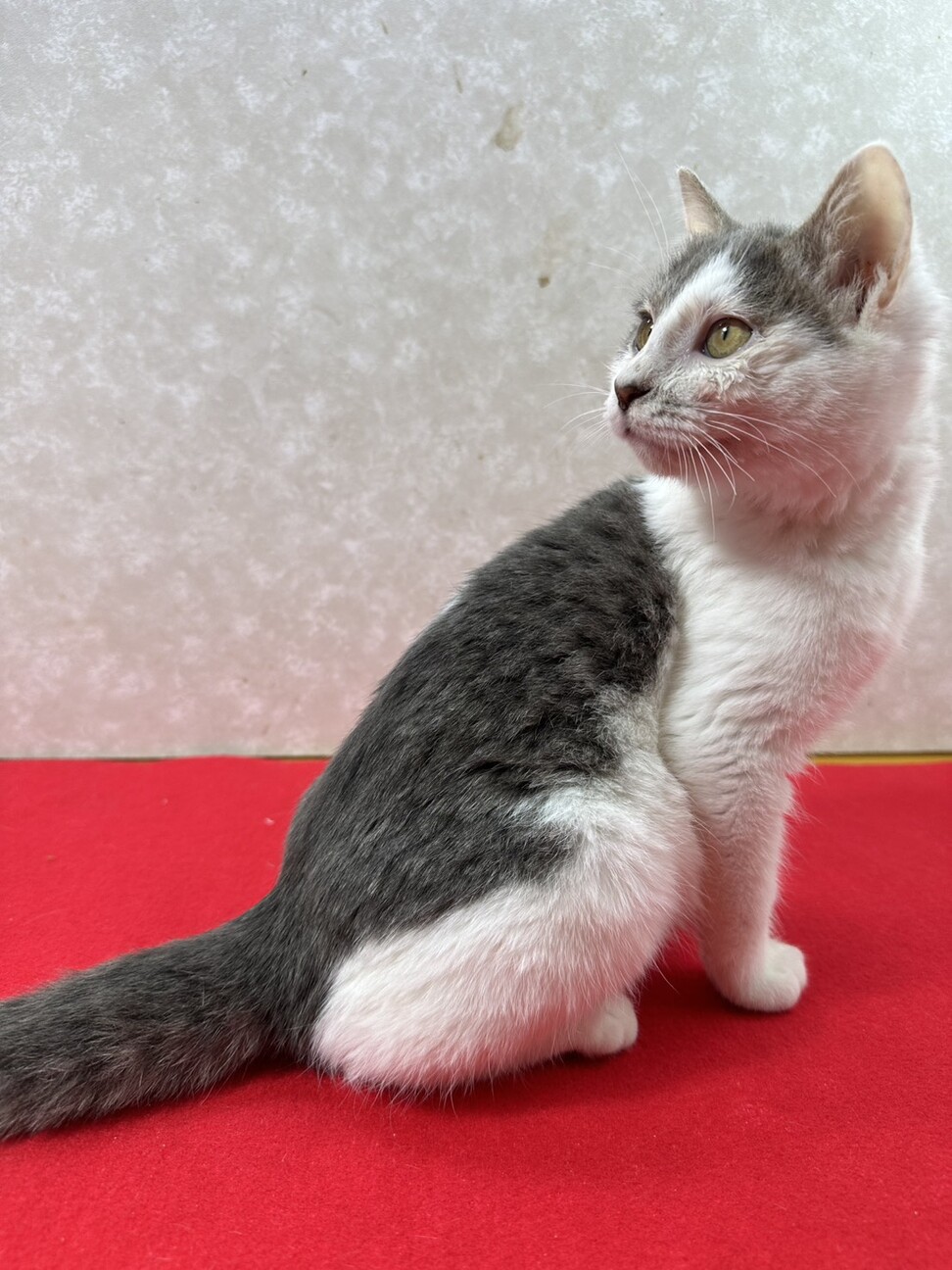 兄弟で幸せ掴むぞ！遊ぶの食べるの大好き❤ミルク サムネイル3