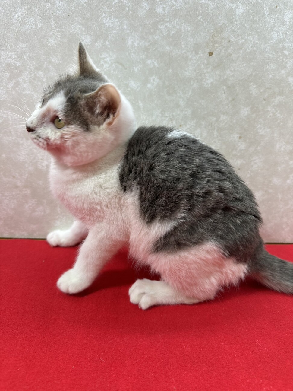 兄弟で幸せ掴むぞ！遊ぶの食べるの大好き❤ミルク サムネイル4