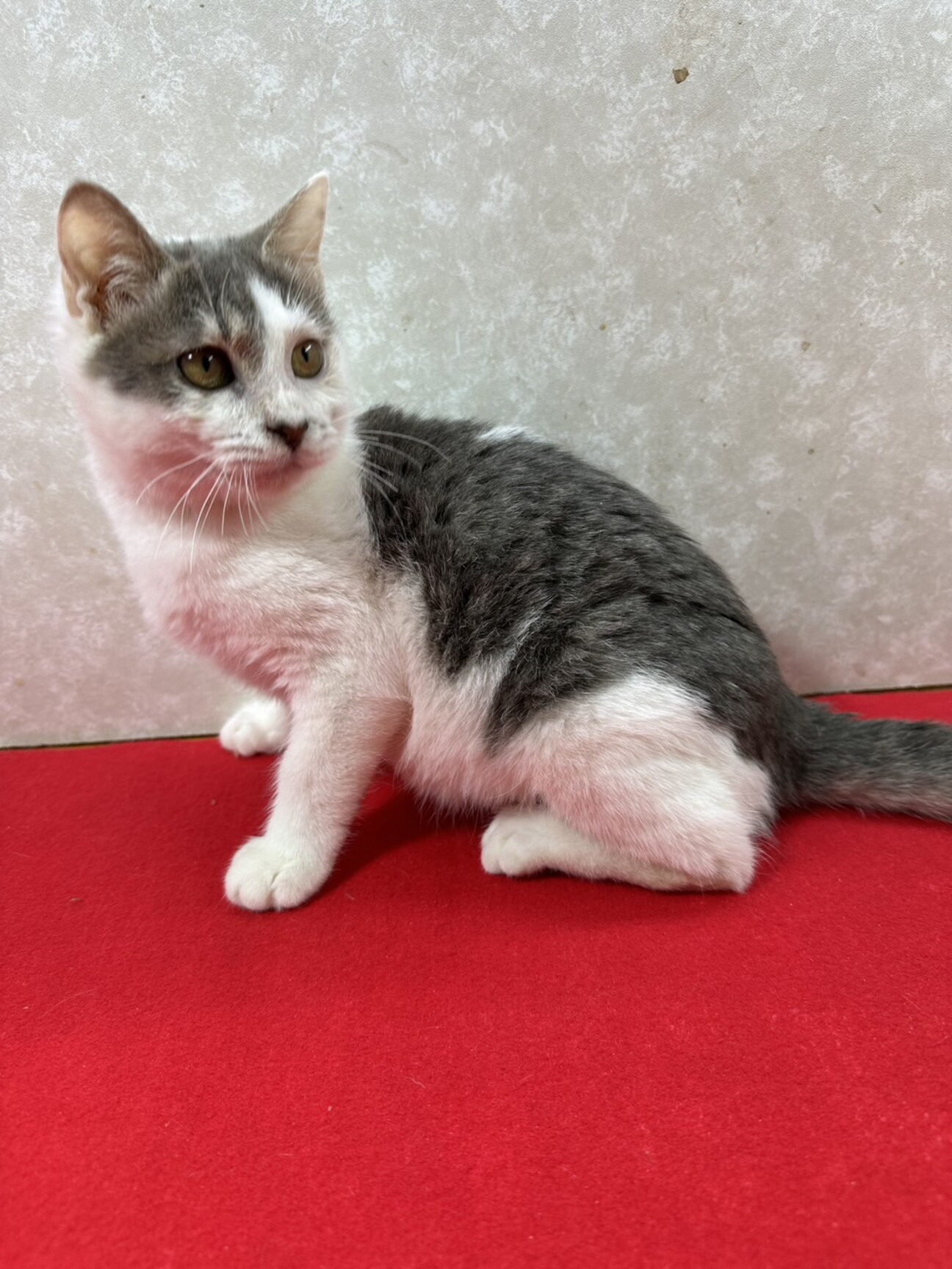 兄弟で幸せ掴むぞ！遊ぶの食べるの大好き❤ミルク サムネイル1