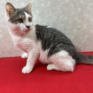 �Z��ōK���͂ނ��I�V�Ԃ̐H�ׂ�̑�D����~���N