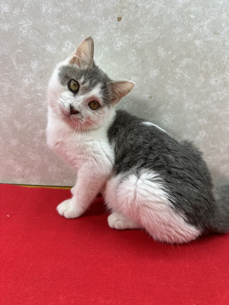 兄弟で幸せ掴むぞ！遊ぶの食べるの大好き❤ミルク サムネイル5