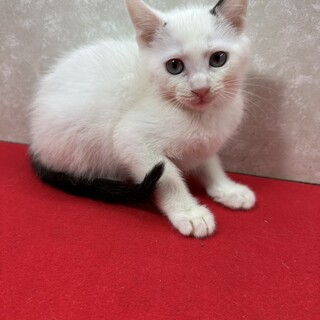 3�Z��I�{�����e�B�A�l�Ɋ��ӊ��ӂ̏��n�����