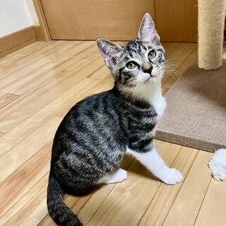 ありがとうございました★可愛い　ミルちゃん