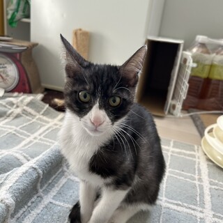 濃いグレーハンサム　アンディくん