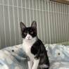 濃いグレーハンサム　アンディくん サムネイル2