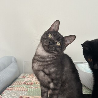 黒豹のような柄の　リトくん