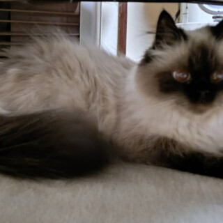 人馴れバッチリ、甘えん坊のヒメちゃん