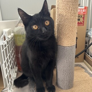 穏やかな黒猫　くーちゃん
