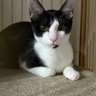 可愛らしい　ライアンくん