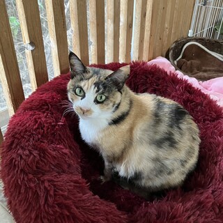 可愛らしい三毛猫　サナちゃん