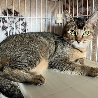 アビシニアン柄の　ニナちゃん