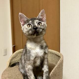 ありがとうございました★グレーサビのシェリちゃん