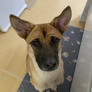 保健所からレスキュー！シェパード似の大和君