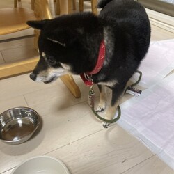 お迎えした初めての日