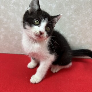 3�Z��I�{�����e�B�A�l�Ɋ��ӊ��ӂ̏��n���C