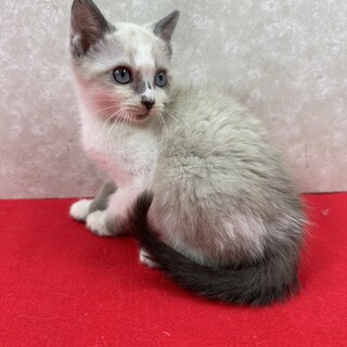 3兄弟！ボランティア様に感謝感謝の譲渡会❤空