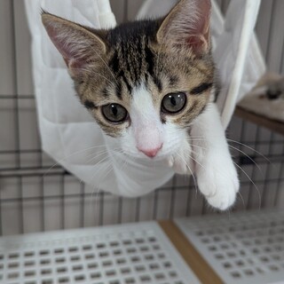 人懐っこいキジ白ちゃん