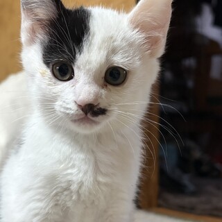 （至急）この子達の家族になって下さいm(_ _)m