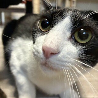 甘えん坊のハチワレ男子2歳