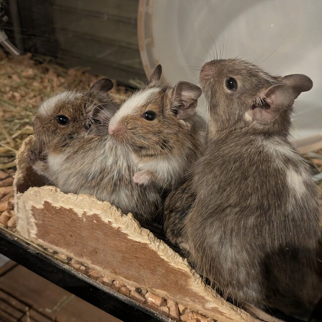 デグへいのカバー写真