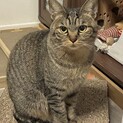 もう少しで触れそうな元母猫１歳半