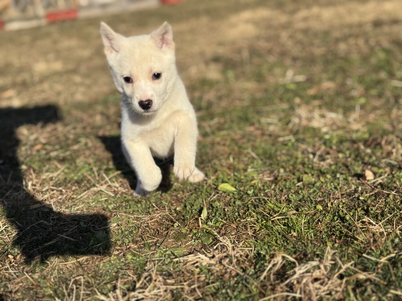 推定2ヶ月の女の子•蓮 サムネイル2