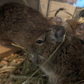 ☆手乗りデグー♀(生後6ヶ月)☆里親募集！