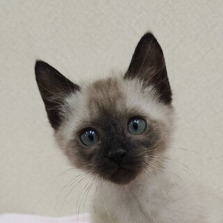 12/14高田馬場★セラピーくん★爆走甘々男子