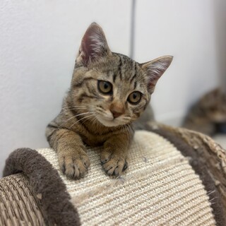 ゴロゴロ甘えん坊サンタくん！