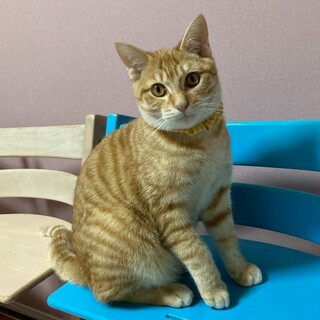 人馴れ◎撫でてもらうのが大好き★チャトくん