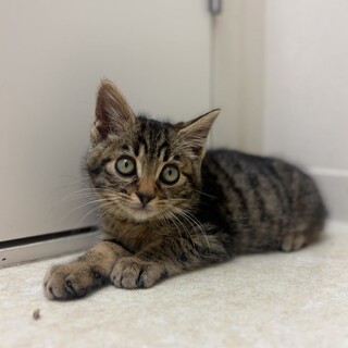 おめめくりくり！甘えん坊カイくん！