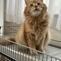 人懐っこく猫じゃないような猫です。