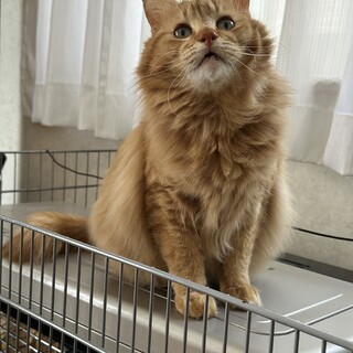 人懐っこく猫じゃないような猫です。