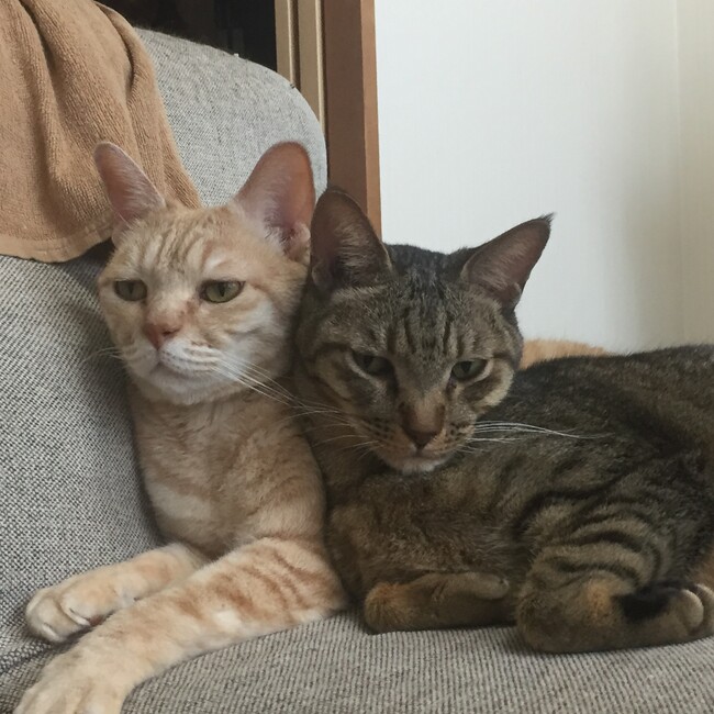 あまのごんたのカバー写真