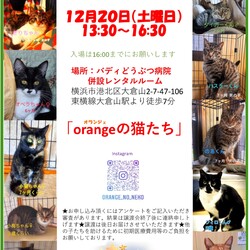 orangeの猫たちの譲渡会IN大倉山