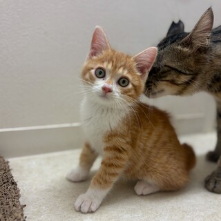 猫も人も好き！おっとり甘えん坊トナくん！