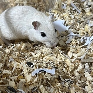 ジャービル里親の募集