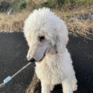 スタンダードプードルのベル（オス）4歳