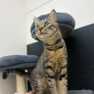 スリゴロが止まらない！人間大好きこたつくん