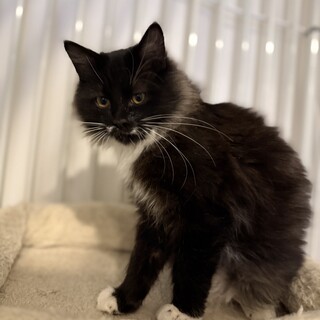 活発な長毛黒猫