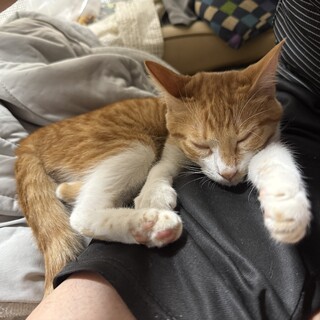 茶トラ白の里親募集‼️