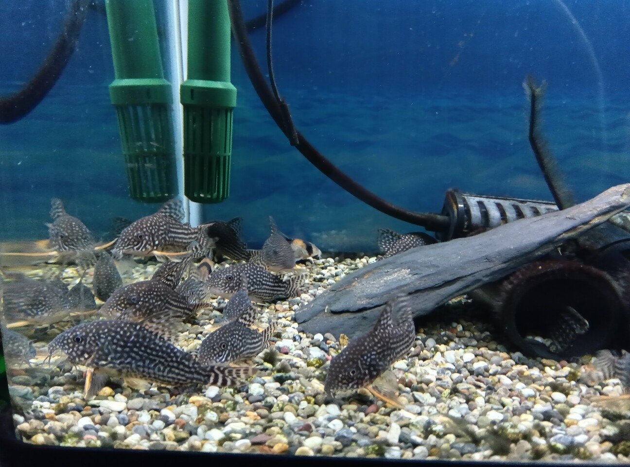 コリドラスステルバイ サムネイル1