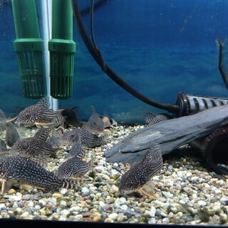 東京都が募集対象の熱帯魚・観賞魚の里親募集情報 :: ペットのおうち