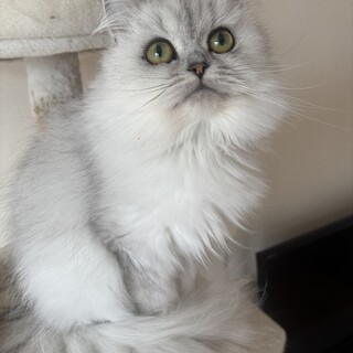 甘えん坊なペルシャの女の子