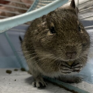 デグーマウス♀