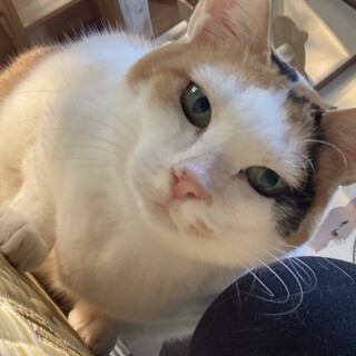 ツンデレ気分屋みーちゃん！