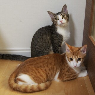 【2/22三田】甘えん坊でやんちゃな男の子